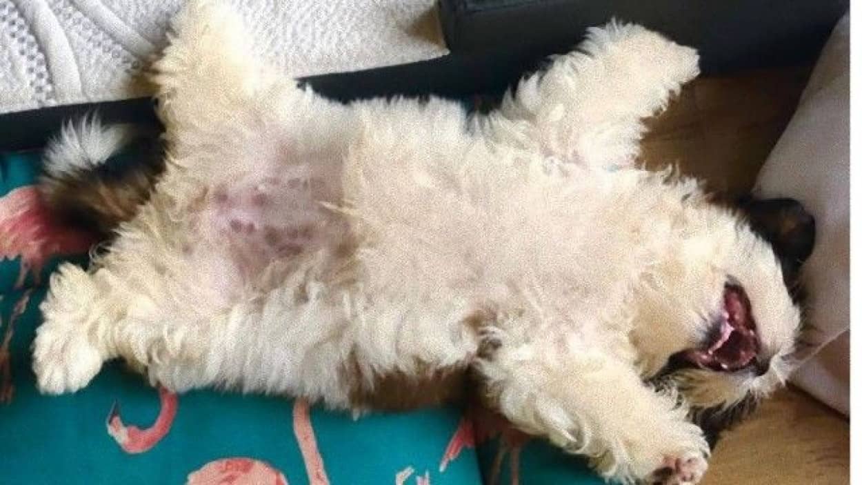 寝る子は育つっていうけども その寝姿が大物感を醸し出しているシーズーの子犬 カラパイア 寝る子は育つっていうけども その寝姿が大物感を醸し出しているシーズーの子犬 カラパイア