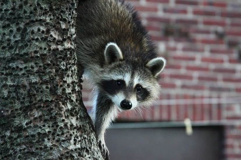 raccoon-g541a8828d_640