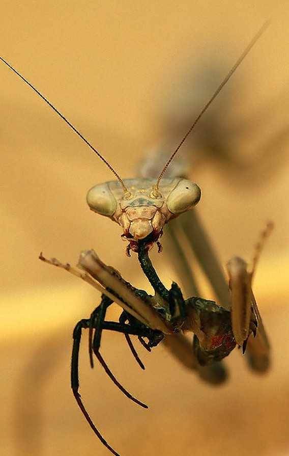 獲物をくわえてドヤ顔のカマキリたちの画像特集 カラパイア