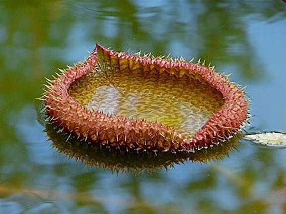 世界最大の葉を持つスイレン オオオニバス が広げた巨大触手のような浮葉 カラパイア