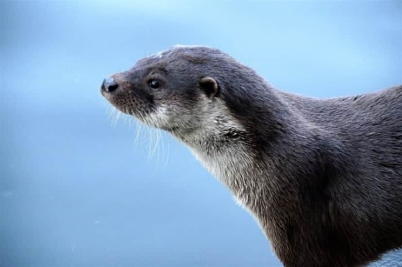 otter-g8c7ca0737_640_e
