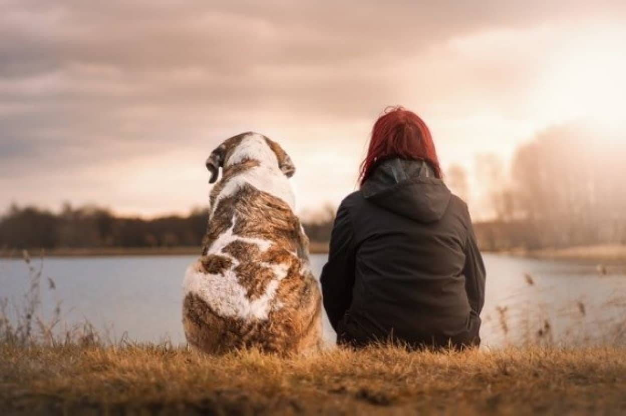 まっすぐでゆるぎない無償の愛 忠犬として世界にその名が知られている15の犬種 カラパイア