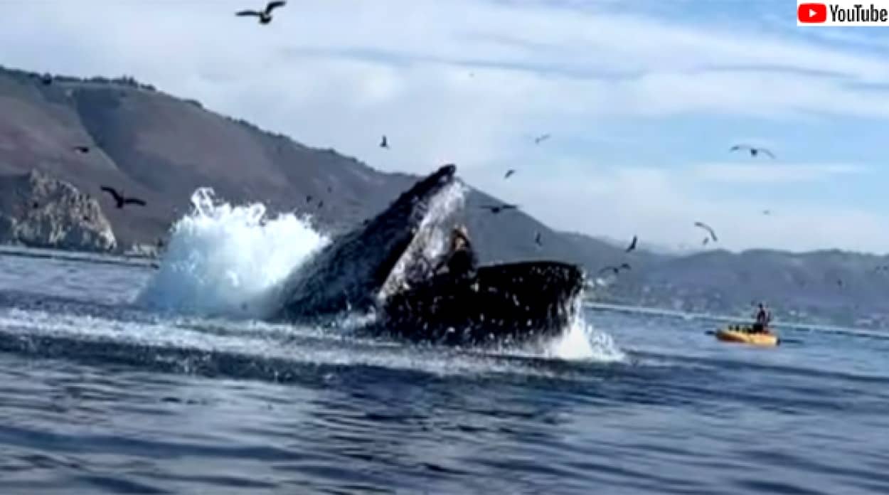 クジラがパックン あわやカヤックが飲み込まれそうになる瞬間 カラパイア クジラがパックン あわやカヤックが飲み込まれそうになる瞬間 カラパイア