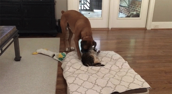 猫さんこれあげるからベッド返して そんな犬の説得交渉に全く応じない猫のいる光景 カラパイア 猫さんこれあげるからベッド返して そんな犬の説得交渉に全く応じない猫のいる光景 カラパイア