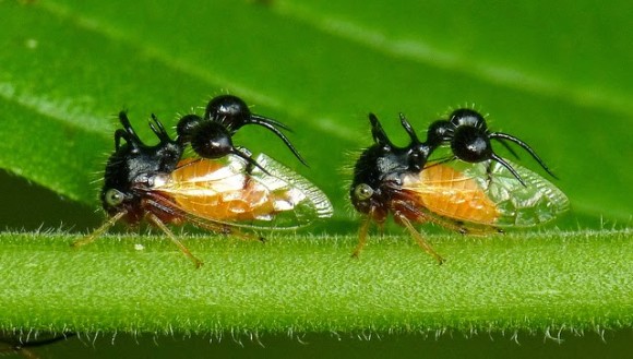 奇抜なフォルムを持つことで知られるツノゼミの一種が、アリの擬態化に成功。（昆虫注意）