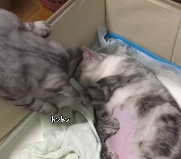 男前がすぎる。育児中の母猫にやさしくキスする父猫