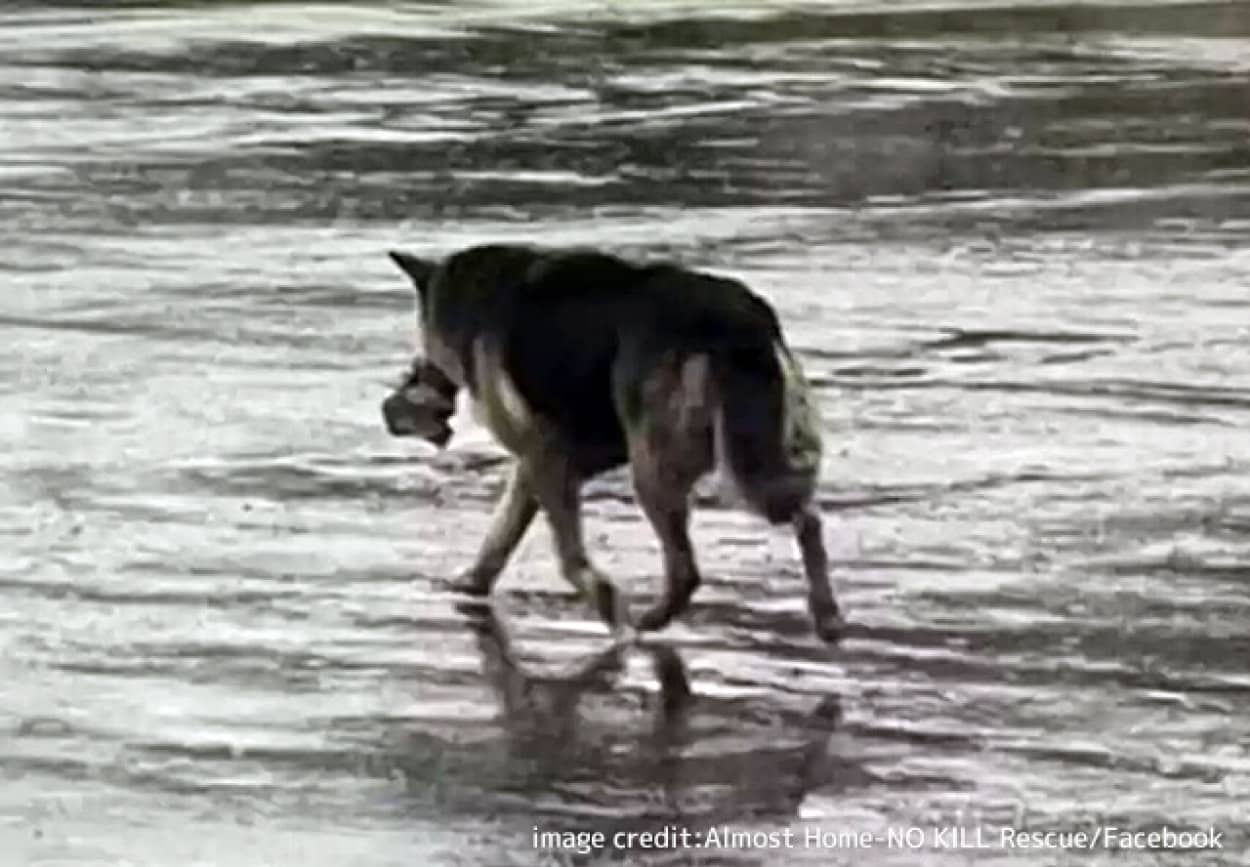 飼い主を亡くし、ぬいぐるみをくわえて街をさまよう犬