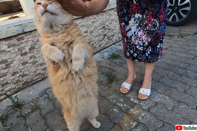 トルコの人懐っこい猫のスリスリが止まらない