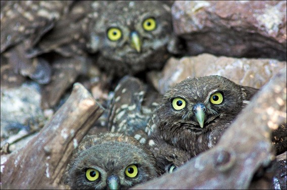 baby-owls-04