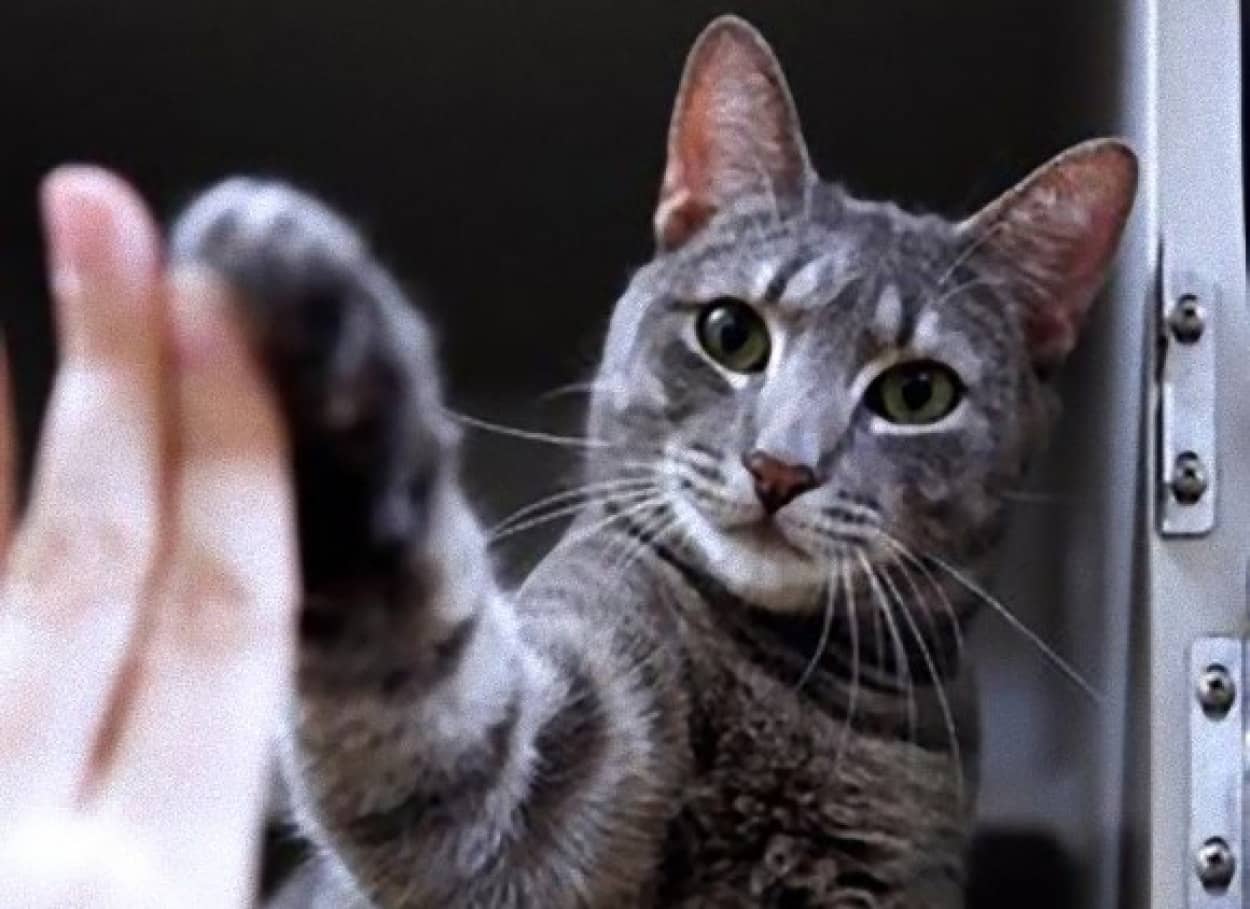 猫だってお手くらいはできるんです 猫にハイファイブを教えて養子縁組をしやすくする取り組み アメリカ カラパイア
