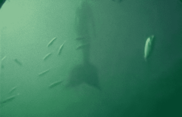 もしかして人魚はん グレート バリア リーフで水中を優雅に泳ぐ人魚らしき姿がとらえられていた件 オーストラリア カラパイア もしかして人魚はん グレート バリア リーフで水中を優雅に泳ぐ人魚らしき姿がとらえられていた件 オーストラリア カラパイア