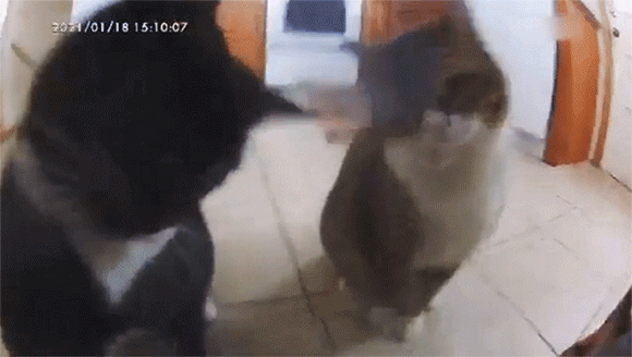 こいつは叩けばでてくるやつ カメラ付き自動給餌器を猫がノックダウンさせた瞬間 カラパイア こいつは叩けばでてくるやつ カメラ付き自動給餌器を猫がノックダウンさせた瞬間 カラパイア
