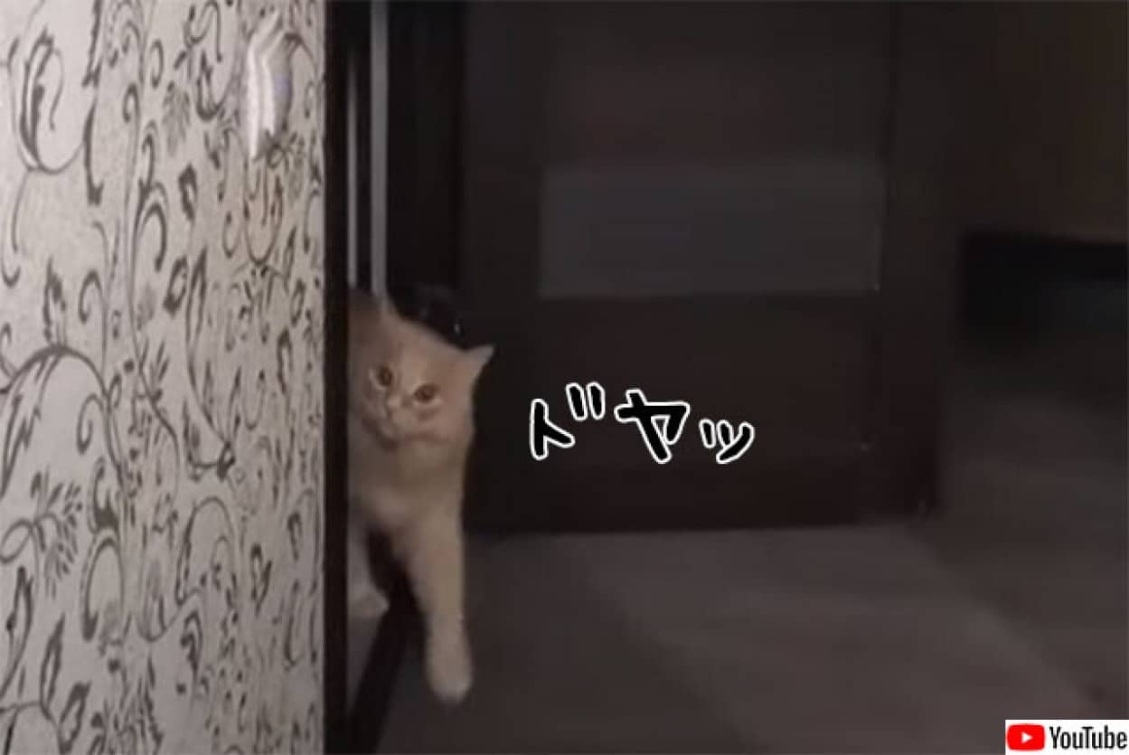 猫のかっこいいドアの開け方