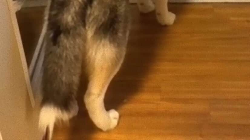お友達が帰ってしまった 尻尾でその感情がわかる犬 カラパイア