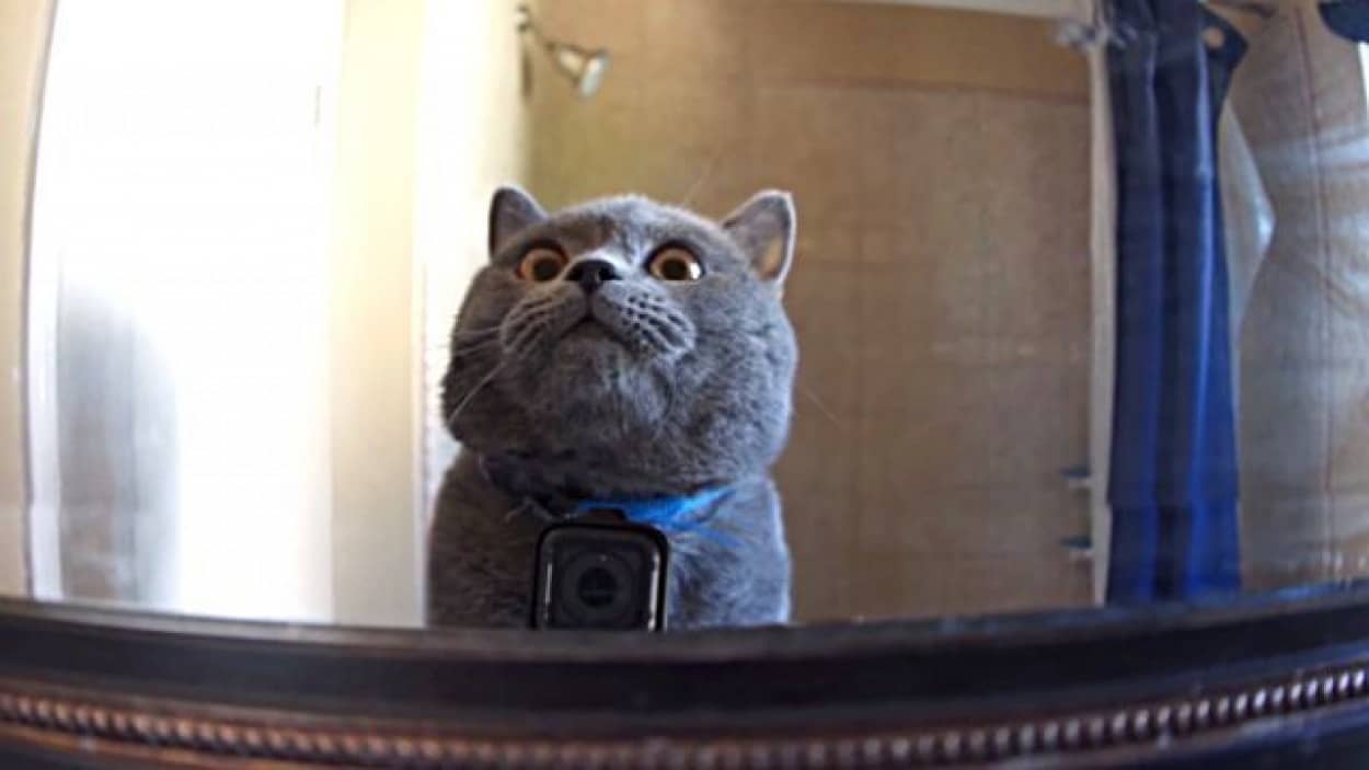 飼い主元気で留守がいい お留守番中の猫にカメラをつけて その行動をこっそり監視してみた結果 カラパイア 飼い主元気で留守がいい お留守番中の猫にカメラをつけて その行動をこっそり監視してみた結果 カラパイア
