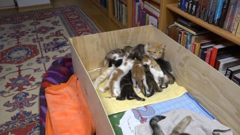 猫の手も借りたい 子だくさん14匹 子育てを頑張るお母さん猫の奮闘ぶり カラパイア