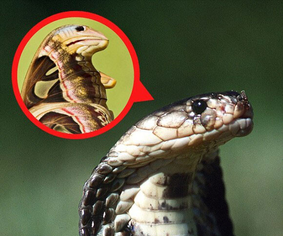 世界最大級の蛾、「ヨナグニサン」の羽にはコブラが宿っていた！コブラに擬態し捕食者を撃退（昆虫注意）
