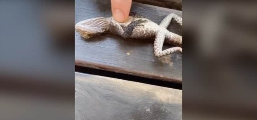 消防士ってすごい 溺れたトカゲを指先一つで生き返らせる オーストラリア カラパイア 消防士ってすごい 溺れたトカゲを指先一つで生き返らせる オーストラリア カラパイア