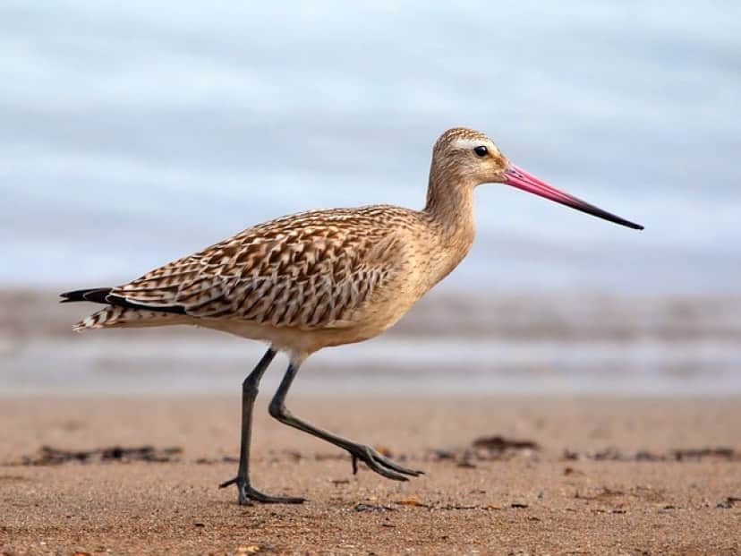 bird-g3be973e00_640