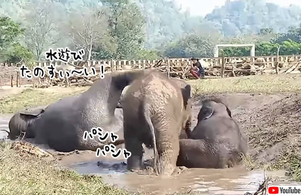 象のかわいい水遊び