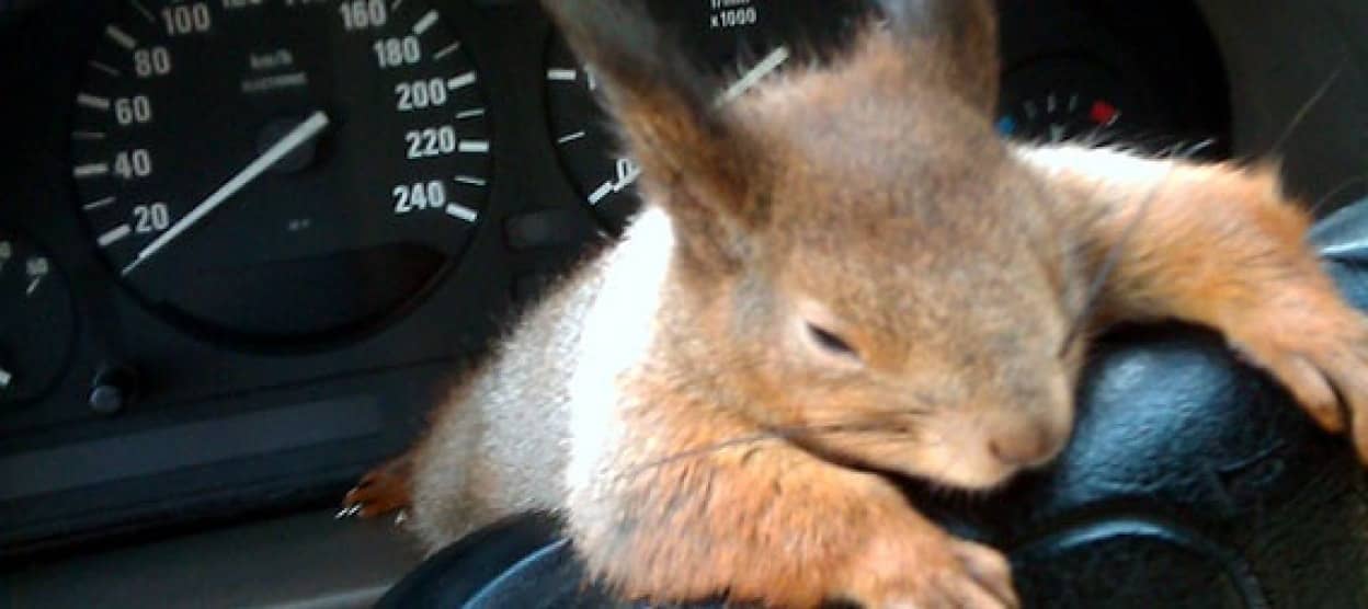 ハンドルにガシッ 飽きたらコテン かわいさ1 リスのタクシードライバー カラパイア