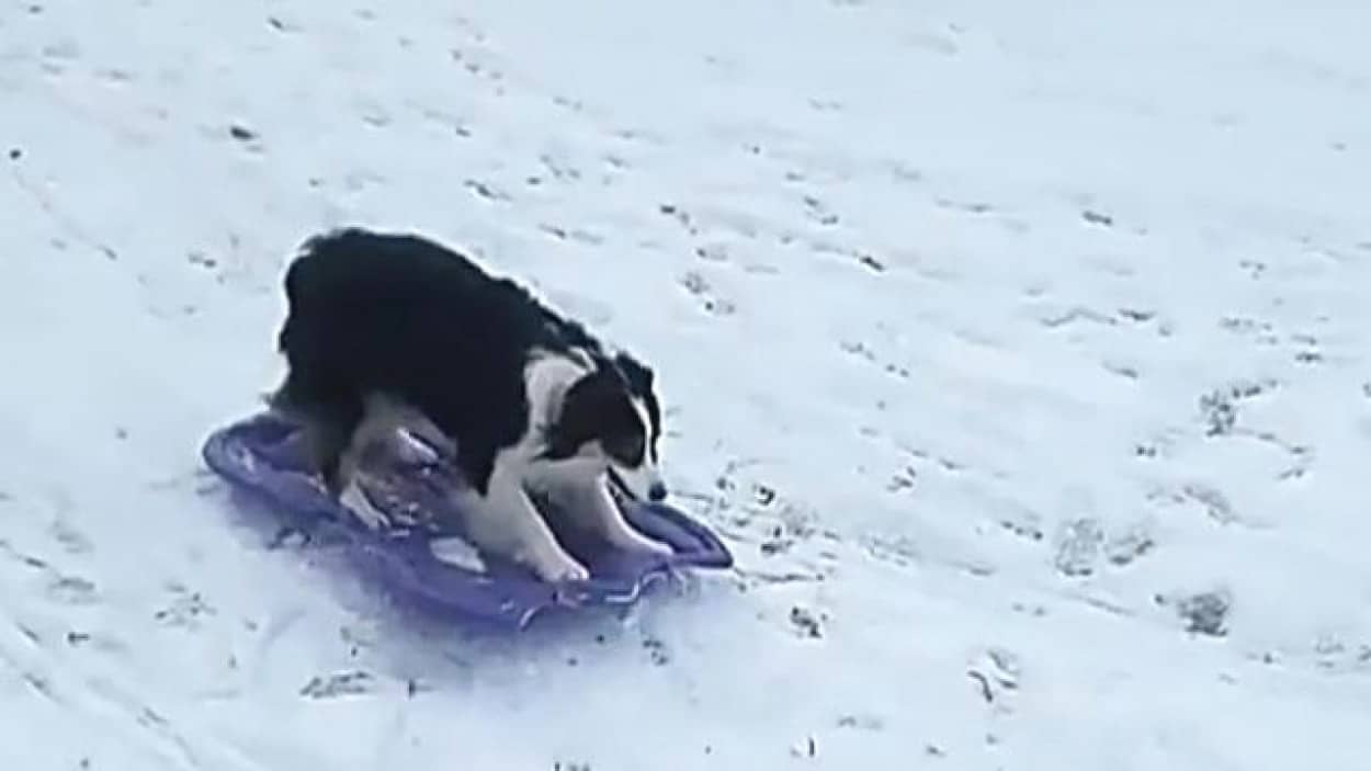 sled-doga
