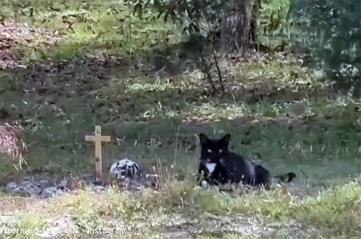 絶望の淵にいた女性を救った隣人の猫