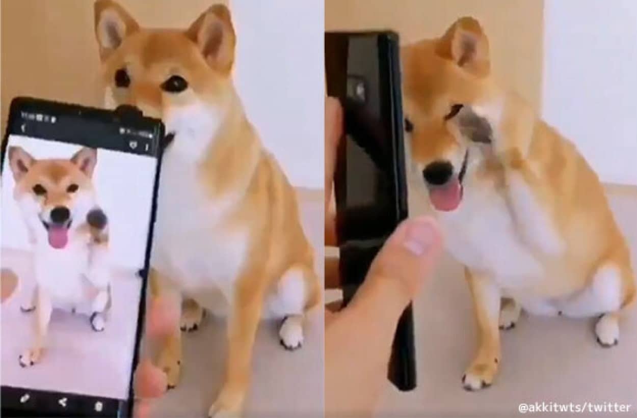 これはかわいい スマホに撮った自分のポーズと同じポーズをする犬 カラパイア これはかわいい スマホに撮った自分のポーズと同じポーズをする犬 カラパイア