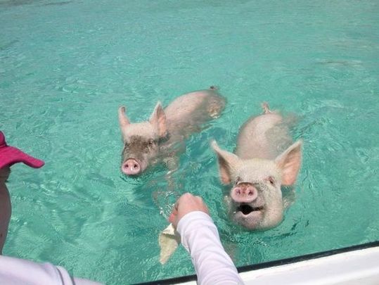 swimming_pigs_09