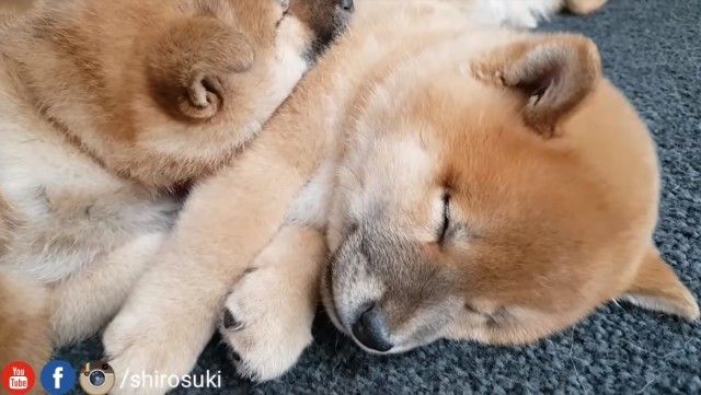 今日はあまりいい日じゃなかった でも大丈夫 可愛い子犬たちの寝顔に癒されて眠りにつこう カラパイア