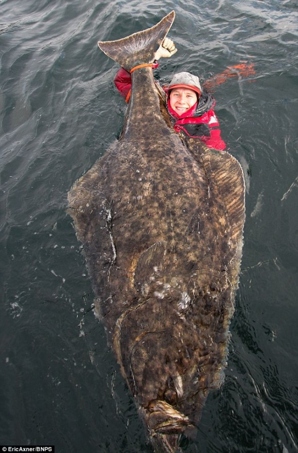 どでかっ 体長2 1メートルの巨大オヒョウが釣り上げられる ノルウェー カラパイア