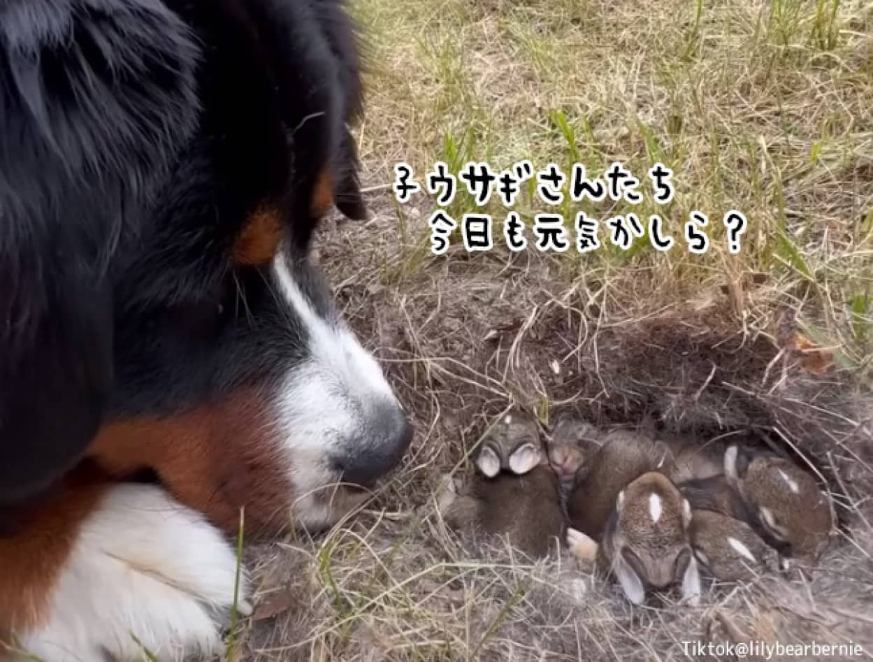 子ウサギたちの巣を見守り続けた大型犬、巣立った後に寂しそうな表情を見せる