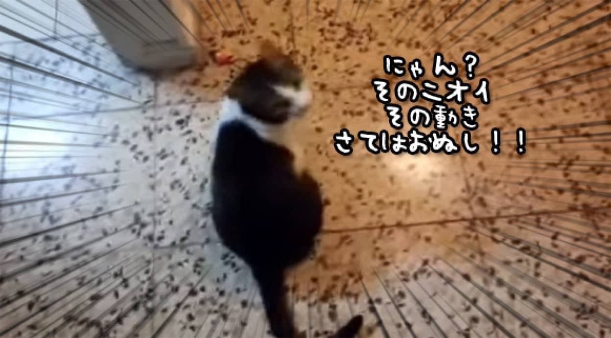 1週間ぶりに猫との再会 さて猫の反応は カラパイア