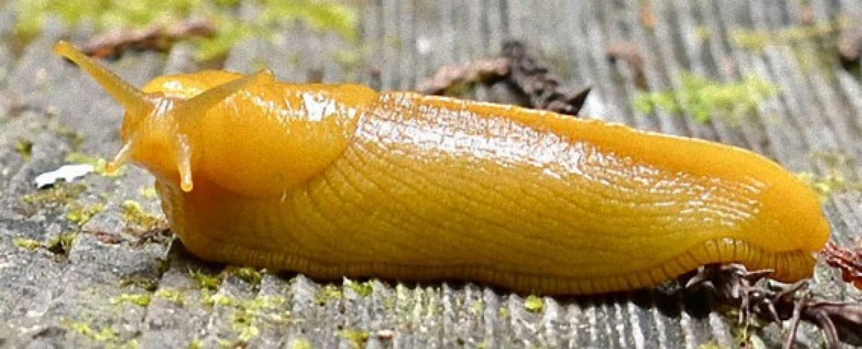 バナナ色したニクイ奴 バナナナメクジ 驚異の自然リサイクル 動画あり カラパイア