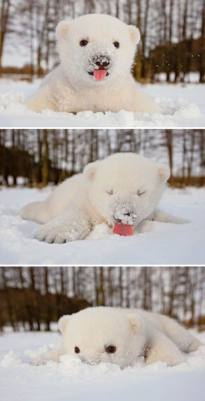 funny-animals-first-snow-cats-dogs1_e