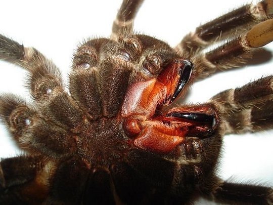 タランチュラの攻撃は毒だけではなかった 極細の毛 の噴射攻撃も発動する カラパイア タランチュラの攻撃は毒だけではなかった 極細の毛 の噴射攻撃も発動する カラパイア