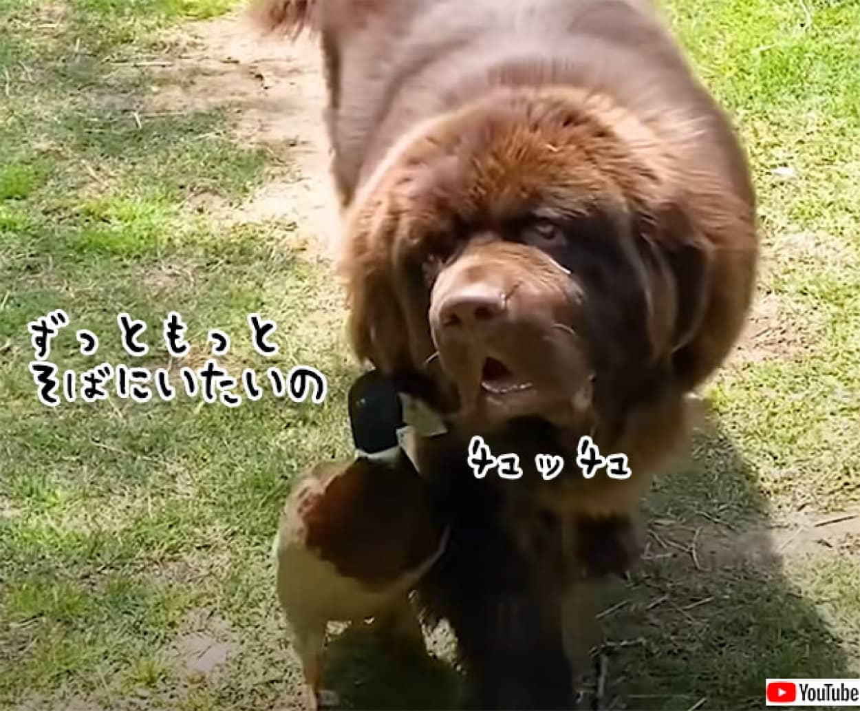 犬とマガモのベストフレンド