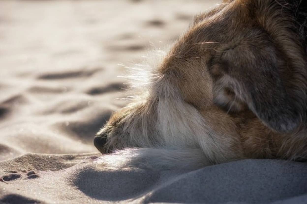 帰らぬ主人を浜辺で待ち続ける犬