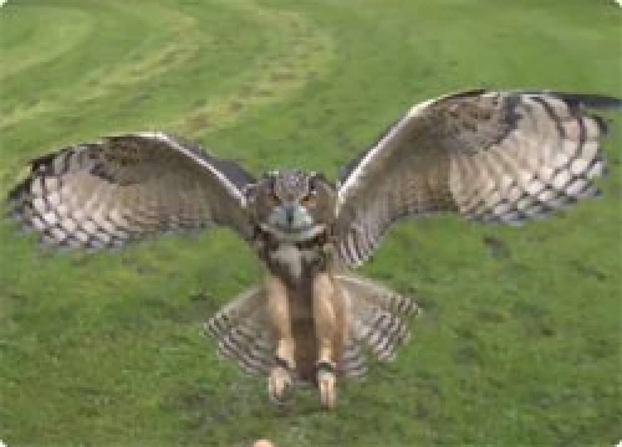 大迫力 フクロウ ハクトウワシが一直線に目の前に迫ってくるスローモーション映像 カラパイア