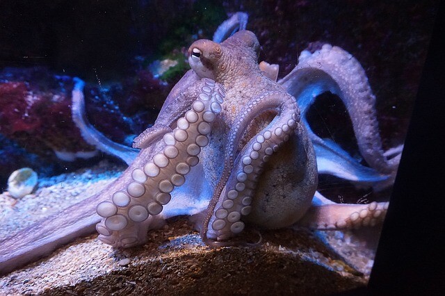 タコやイカ・エビやカニにも苦痛の感覚があるとイギリスで正式に認められ、生きたまま茹でる行為は違法に