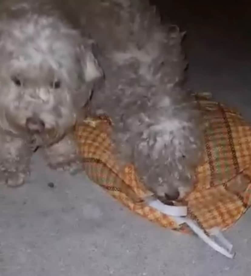 dog in Chille3_e