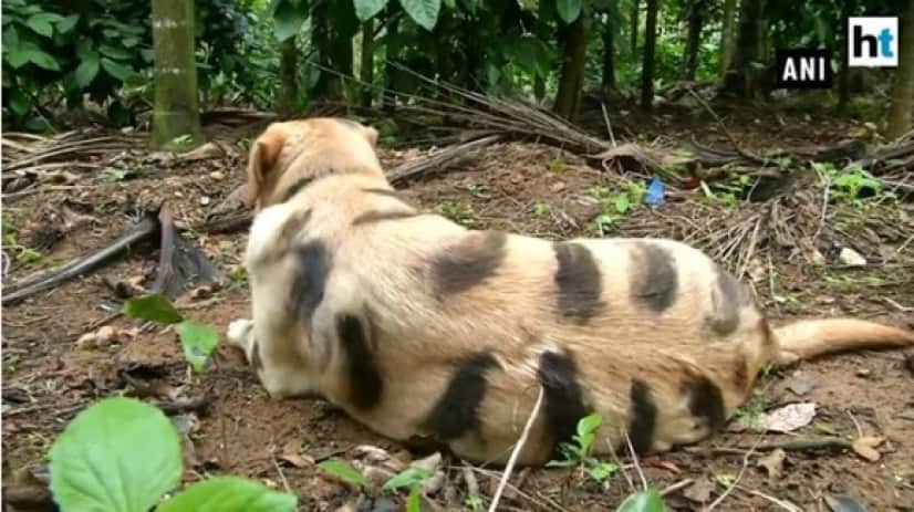 dog_e