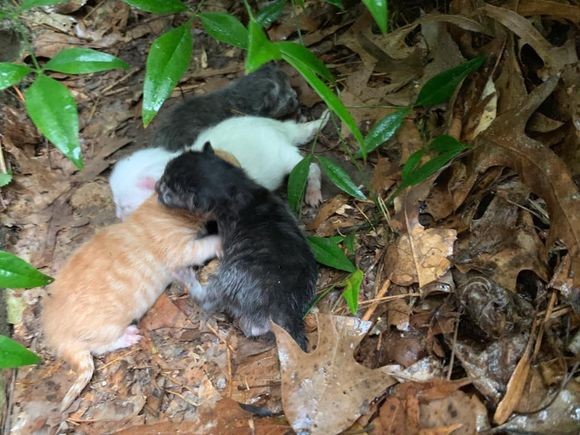 嵐の中で出産し、びしょぬれになりながら子猫たちを大雨から守り抜いた母猫（アメリカ）