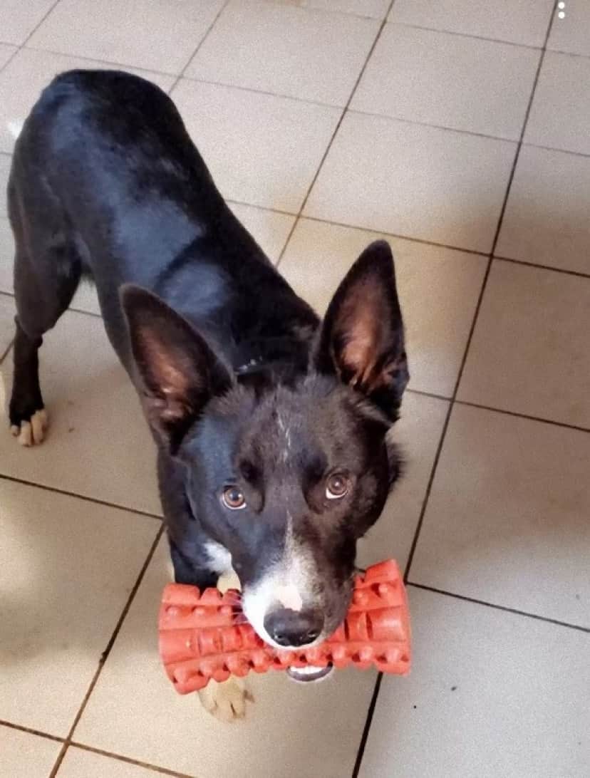 dog toy1_e