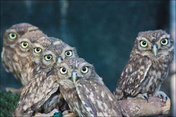 baby-owls-02