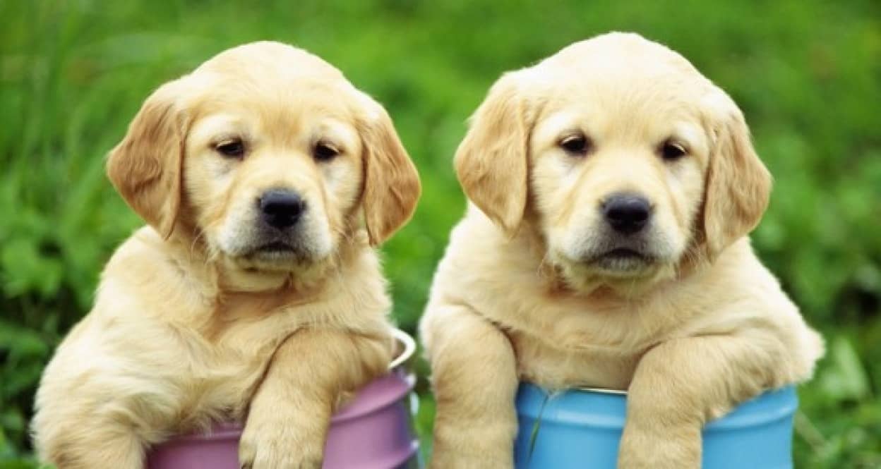 比較してみよう アメリカと日本 それぞれの人気犬種ランキングが発表 カラパイア 比較してみよう アメリカと日本 それぞれの人気犬種ランキングが発表 カラパイア