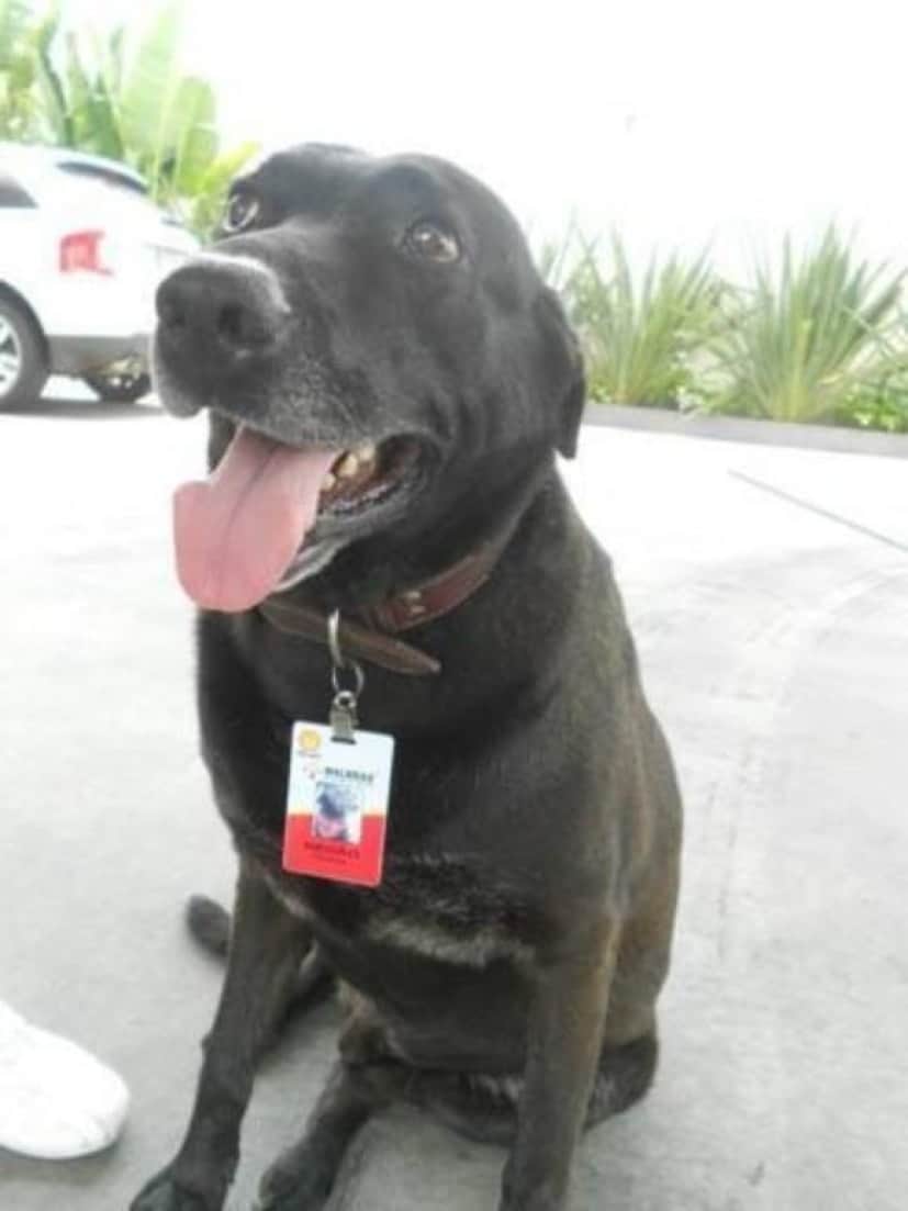 招き猫にはなれないけれど 招き犬にならあるいは ガソリンスタンドに捨てられた犬 今ではカリスマスタンド店員へ変貌 ブラジル カラパイア 招き猫にはなれないけれど 招き犬にならあるいは ガソリンスタンドに捨てられた犬 今ではカリスマスタンド店員へ変貌 ブラジル カラパイア