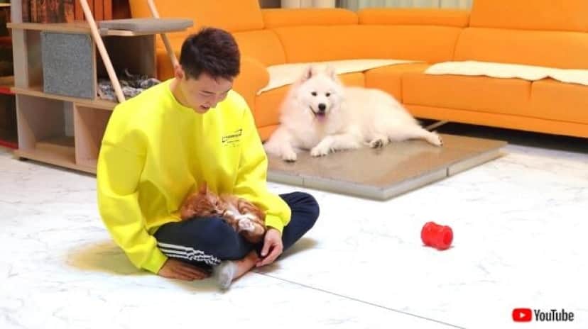 サモエド犬 なんで遊んでくれないの ペットの相手を突然やめてみた結果 カラパイア