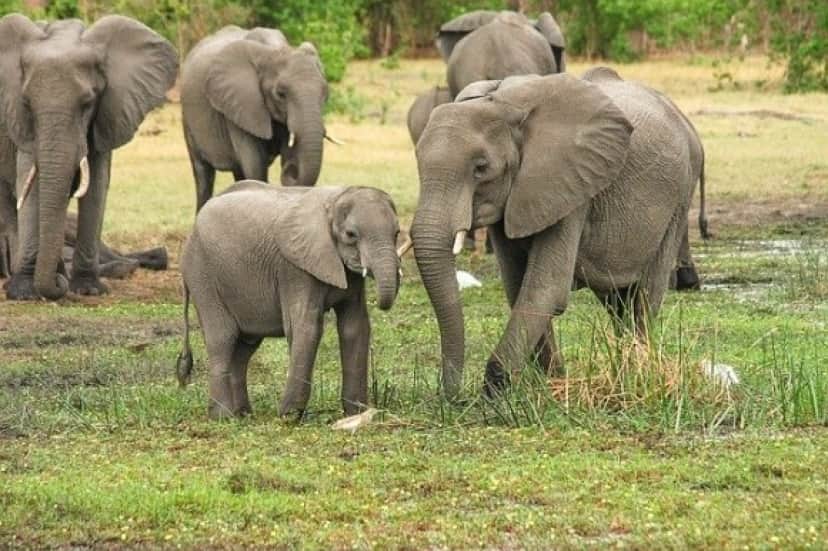 elephant-2923917_640_e