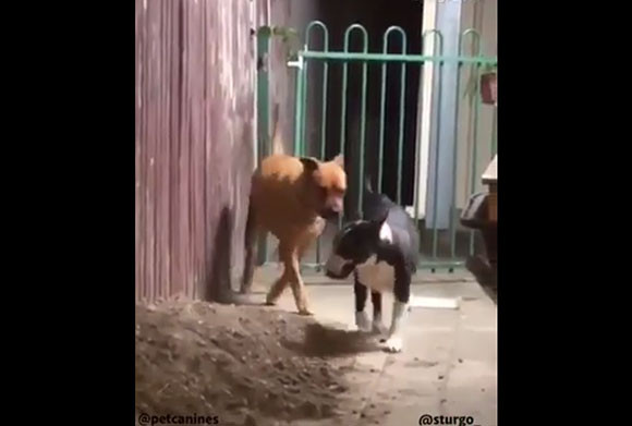 助けてくれ またお前か フェンスの向こうにいる犬が仲間の犬に助けを求めるのだが カラパイア